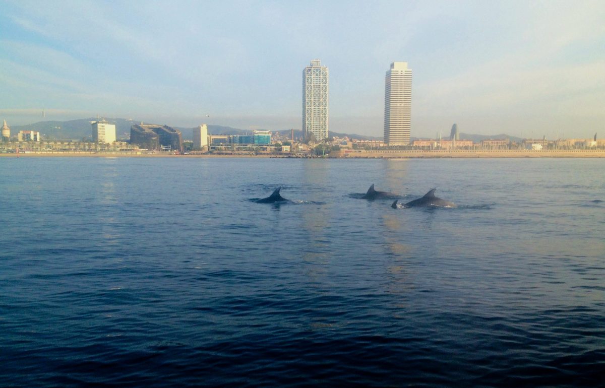 ¡Sunrise con delfines! así empezó el fin de semana…